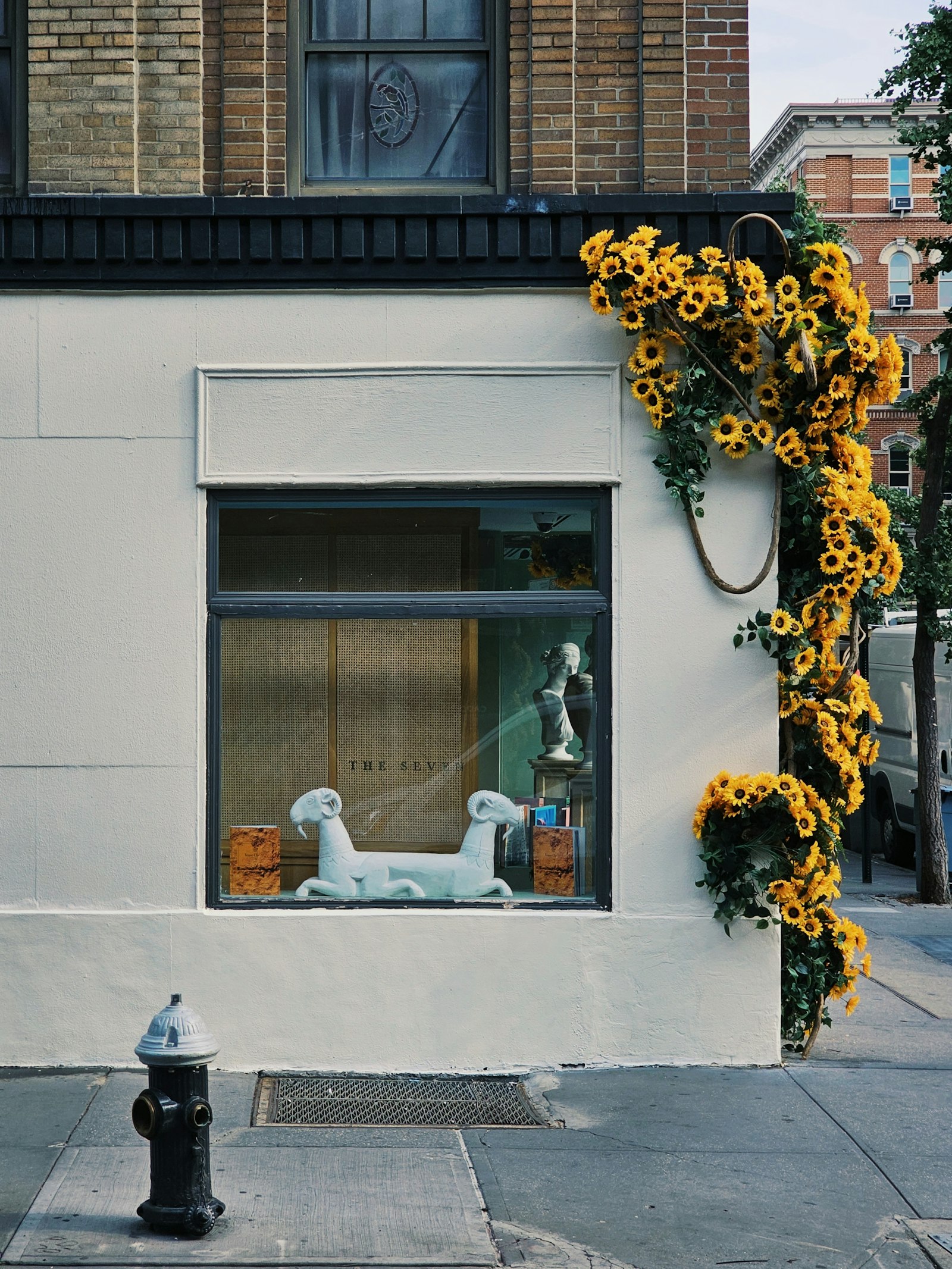 Dog in sunlit boutique storefront window — Dubai pet lifestyle vignette